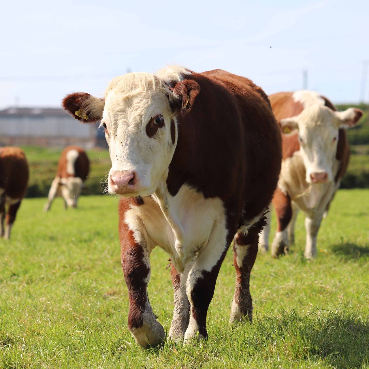 В США стали предлагать платные объятия с коровами на фоне молочного кризиса