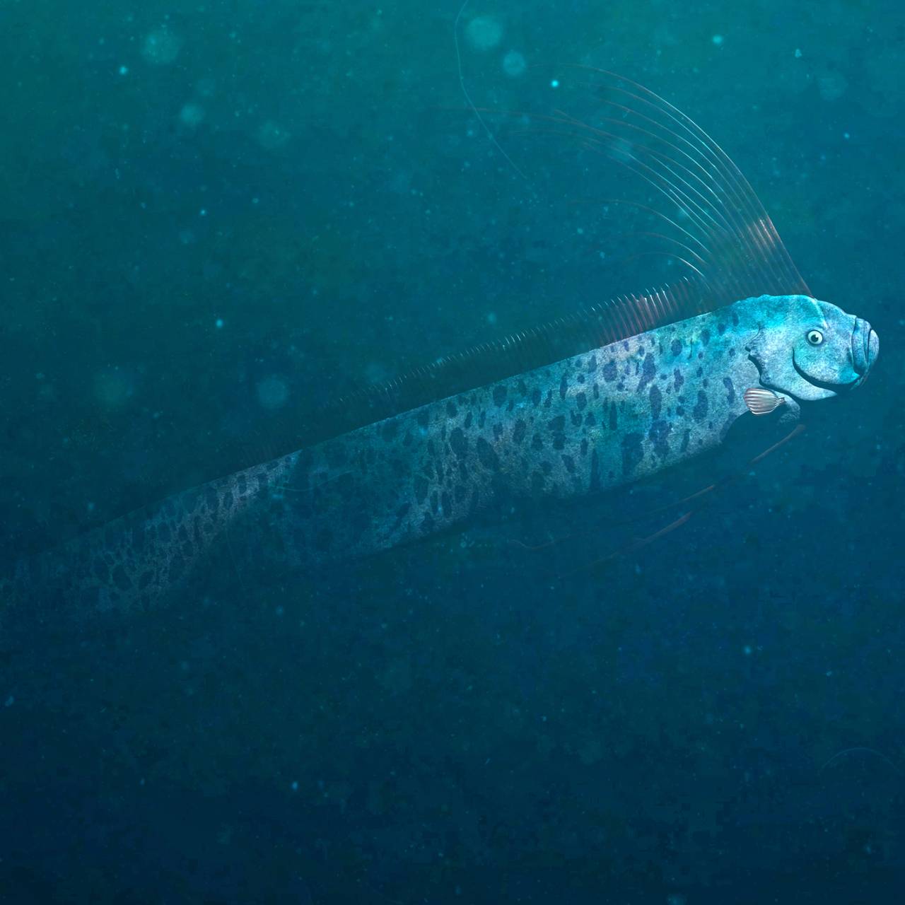 Предвещающего катаклизмы красивого сельдяного короля вынесло на берег