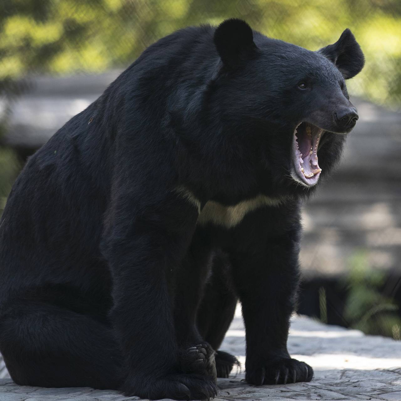 Женщина выжила после нападения медведя и раненая провела ночь в лесу
