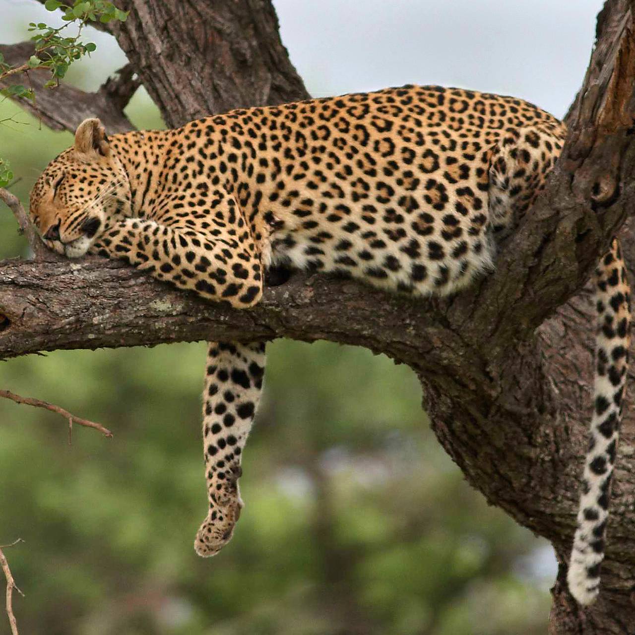 Леопарды ушли в поля, разжирели и разленились