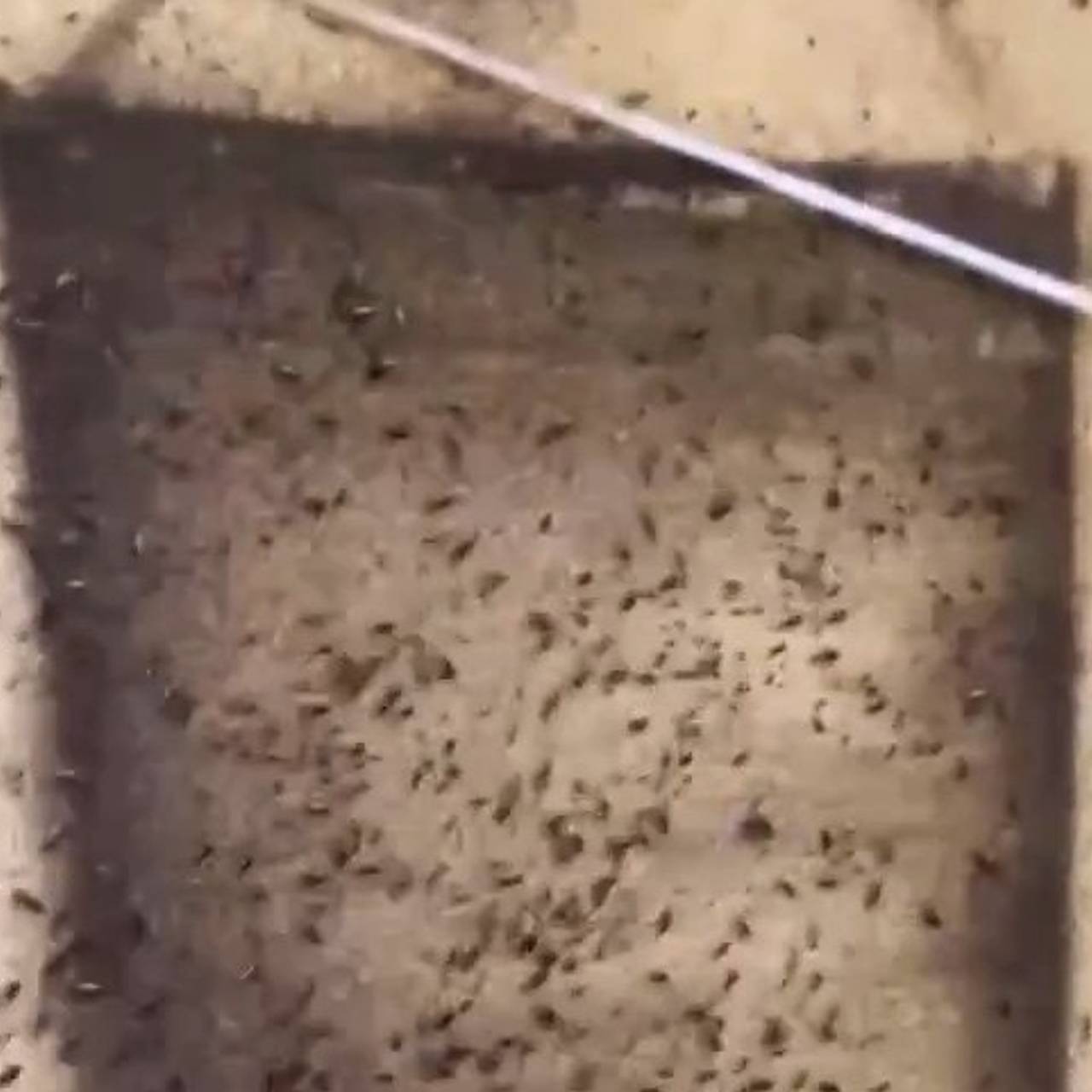 Российский дезинфектор удивился тараканам в общежитии