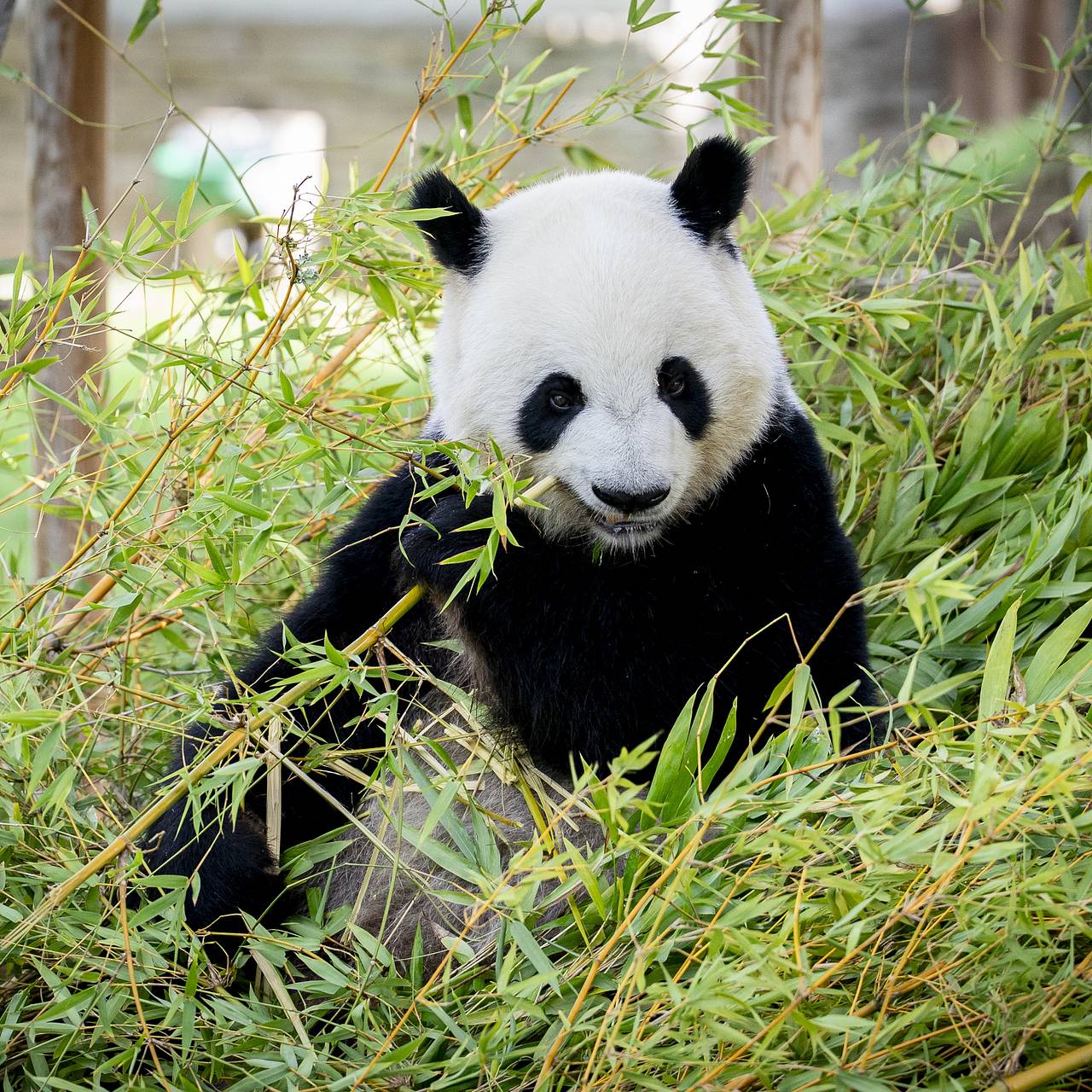 Московский зоопарк захотел оставить себе панду Катюшу