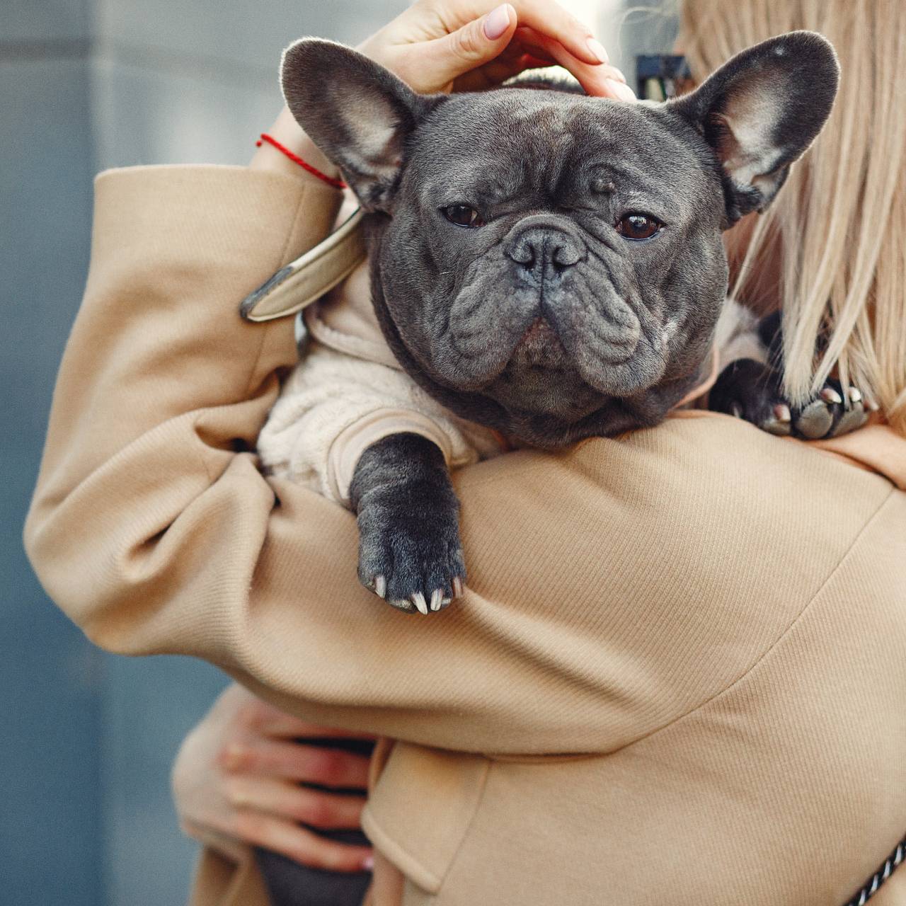 Бульдог Алмазик съел трусы своей хозяйки и едва не погиб