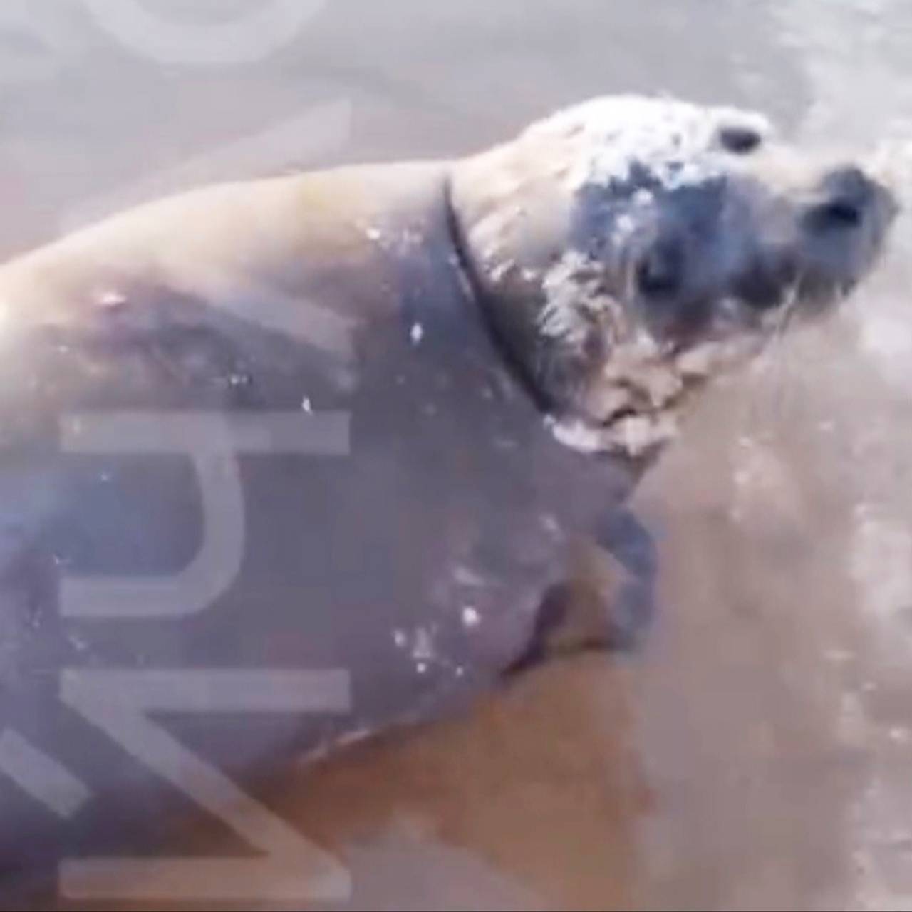 В российском регионе на берегу моря нашли раненого тюленя