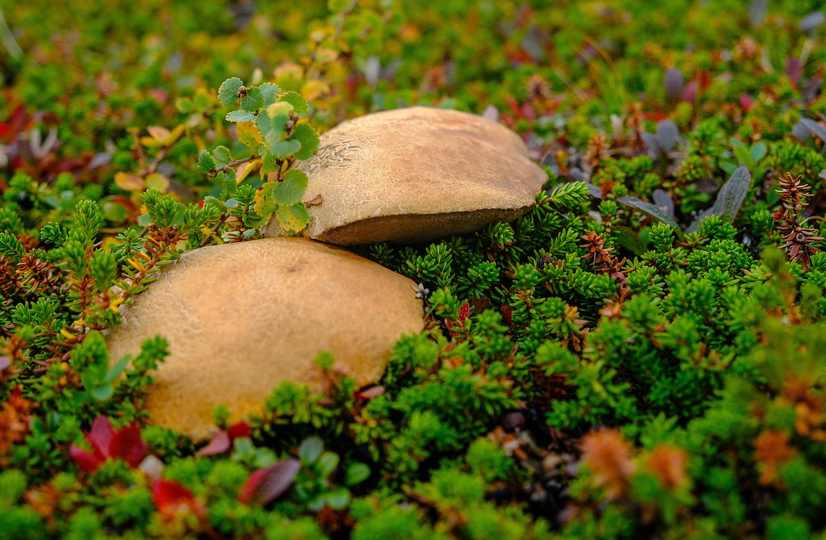 Грибы на полуострове Рыбачий в Мурманской области