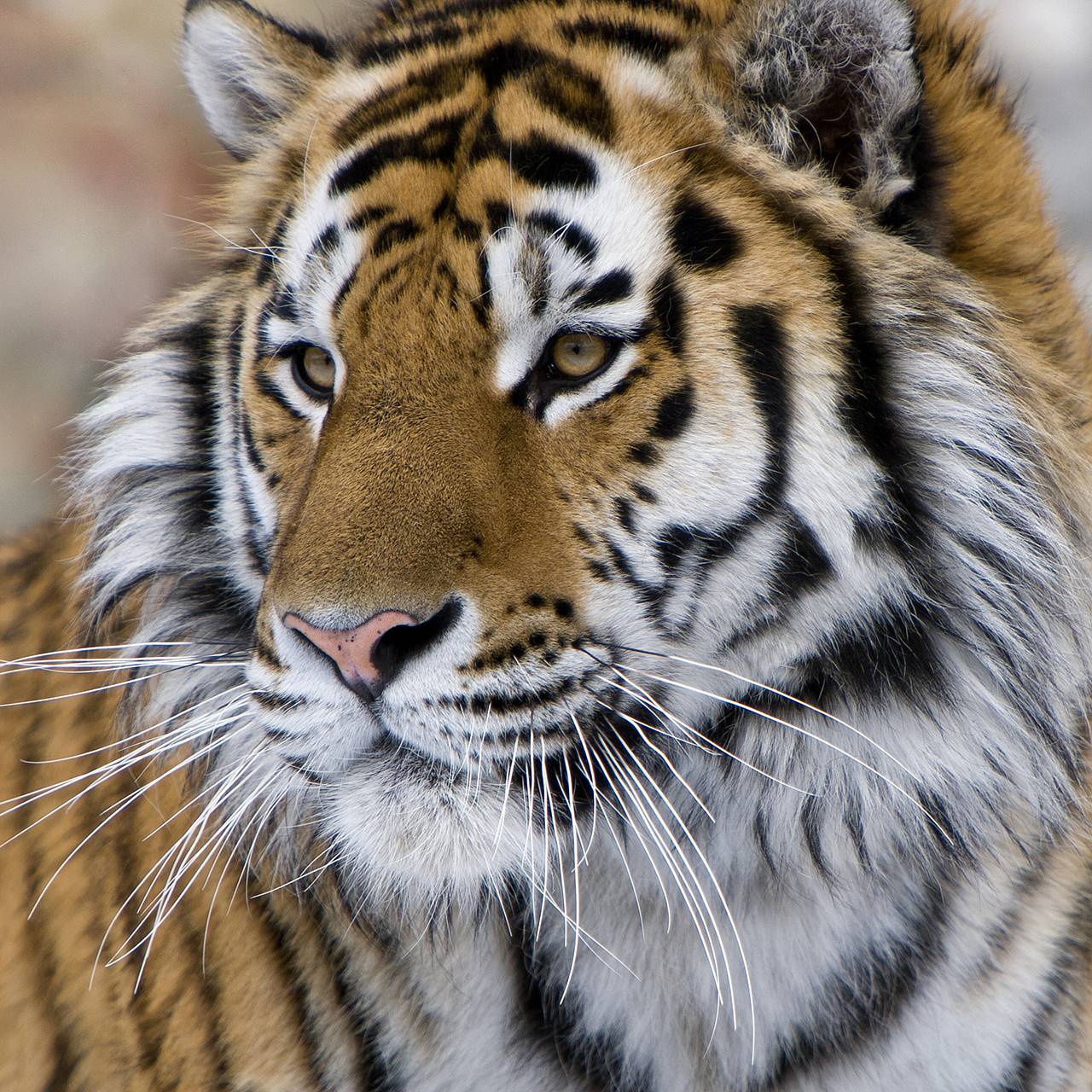 Тигр оторвал голову пастушке