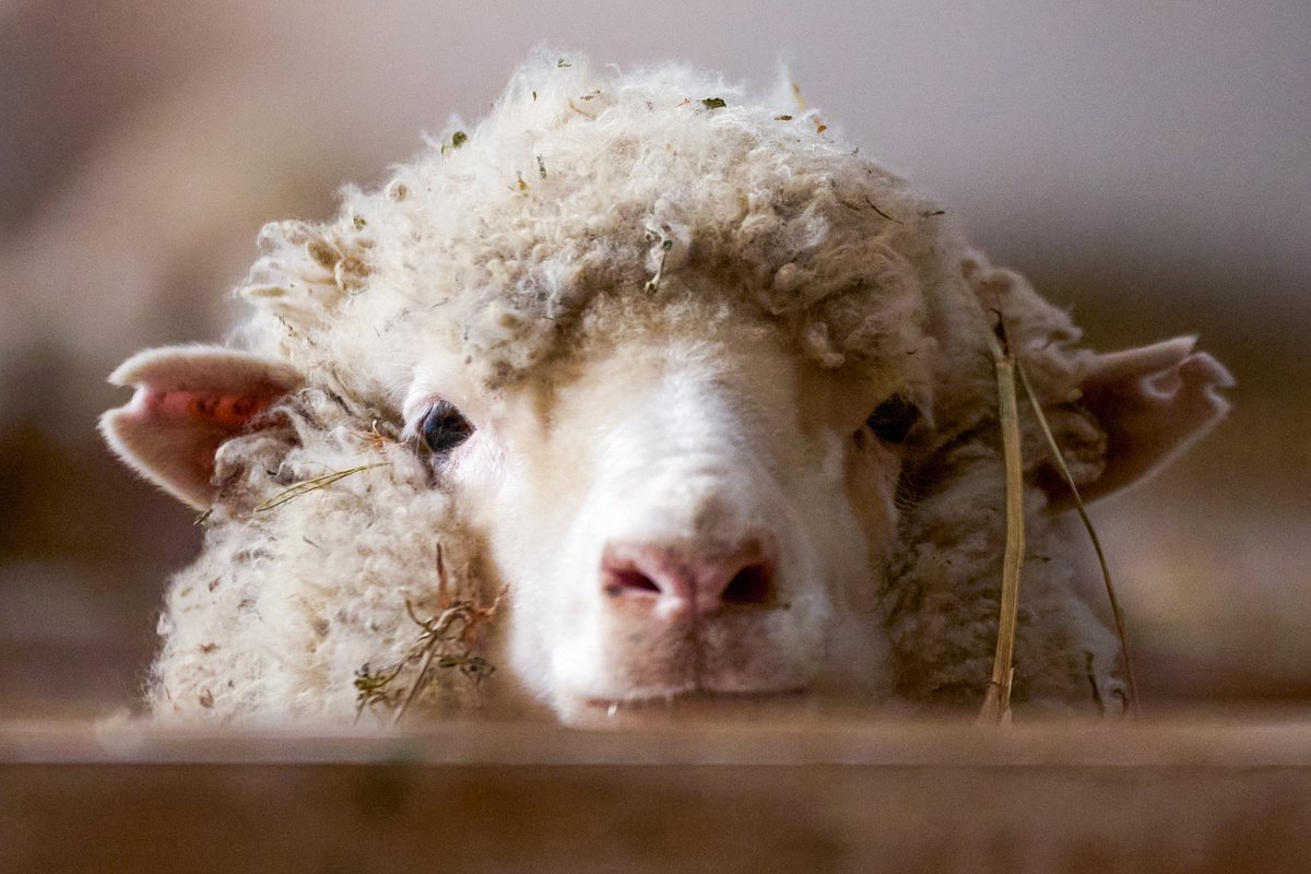 Овца на территориии сельскохозяйственного производственного кооператива