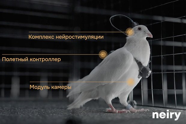 Вводная картинка