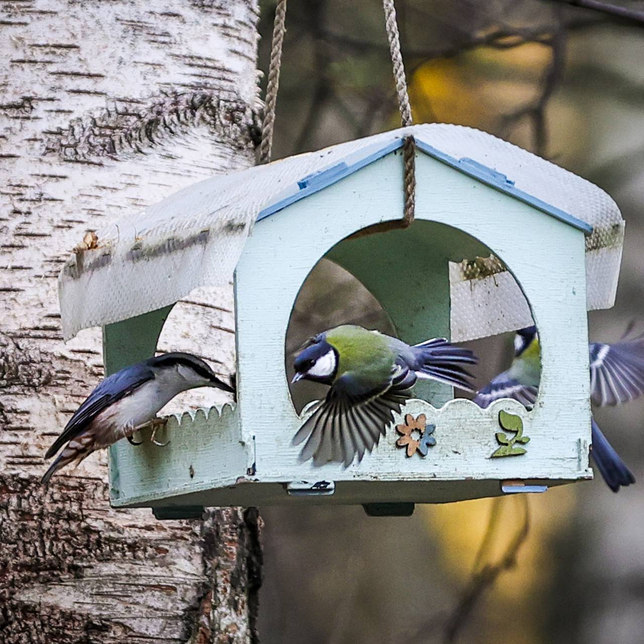 Россиян научили правильно кормить птиц