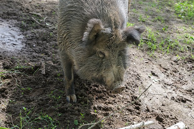 Вводная картинка
