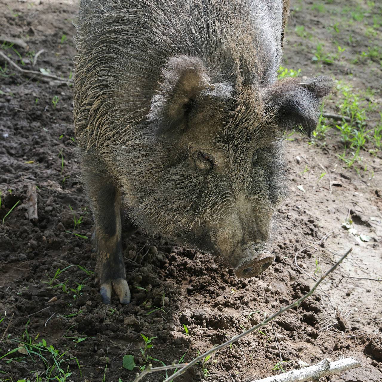 Москву заполонили кабаны