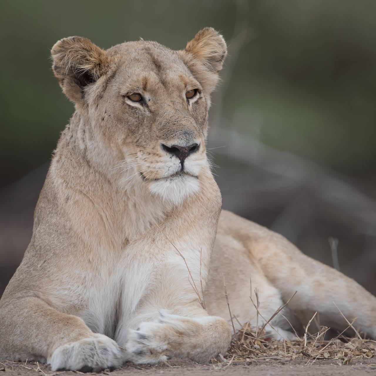 Редчайшие хищники съели двоих детей за три дня
