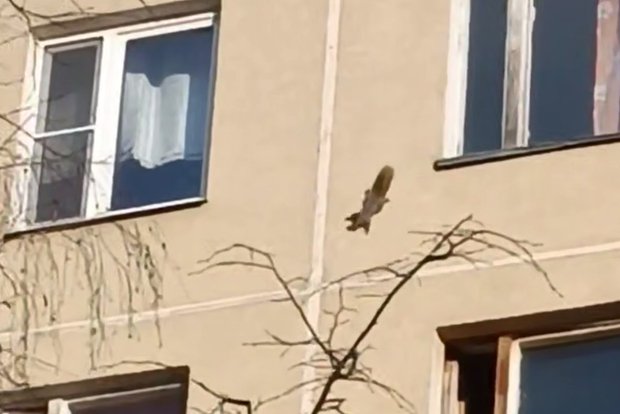 Вводная картинка