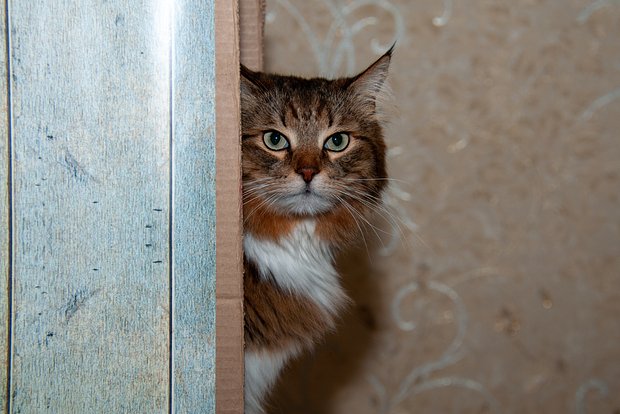 Вводная картинка