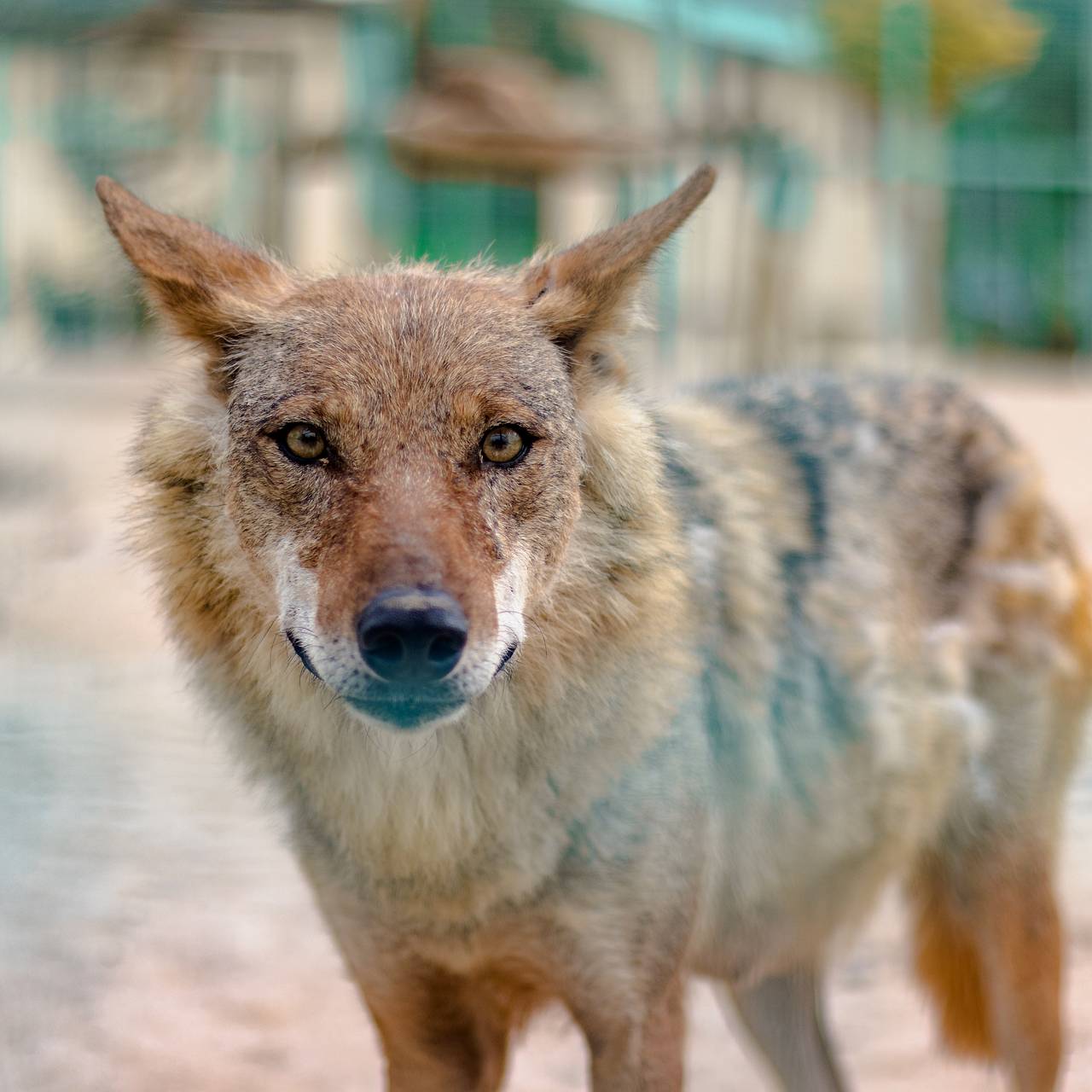 Женщина вышла к машине и стала жертвой нападения дикого животного