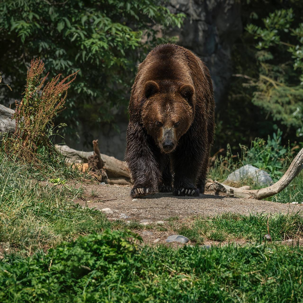 С медведями-людоедами стали бороться при помощи военных технологий