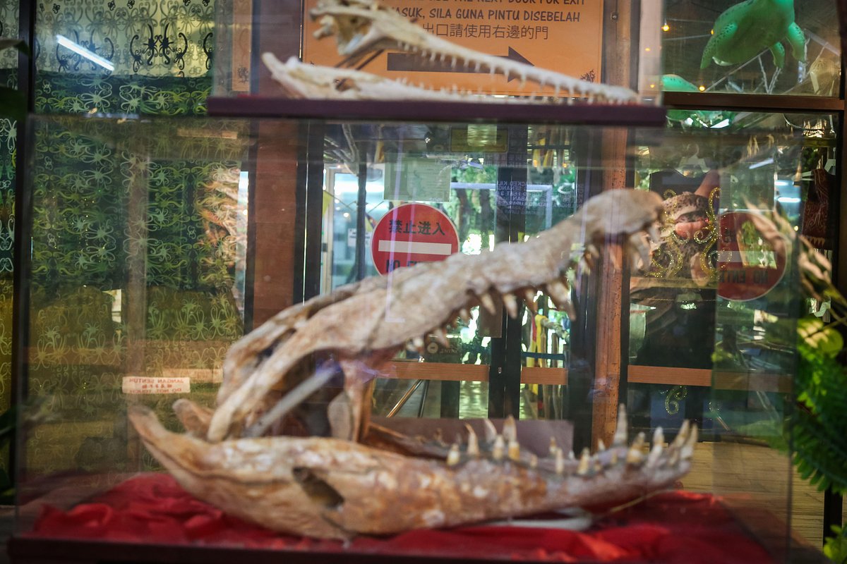 Череп Буджана Сэнана на крокодиловой ферме