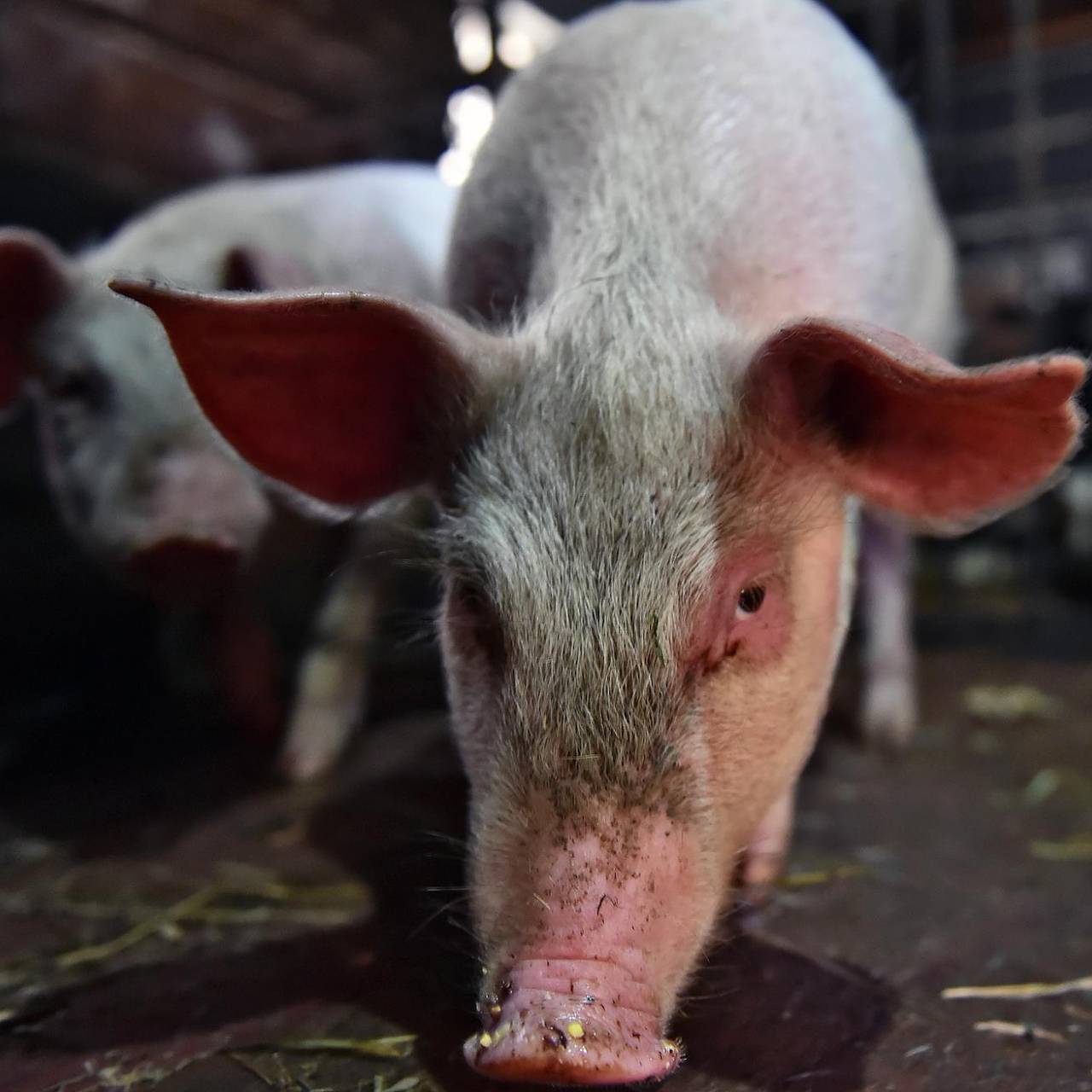 Россия серьезно нарастила экспорт некоторых видов мяса