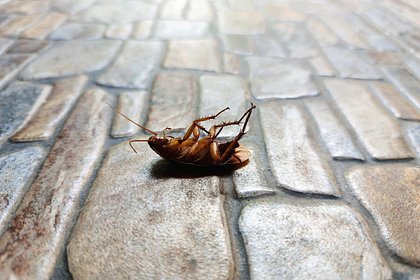 Российских школьников накормили котлетами с тараканами