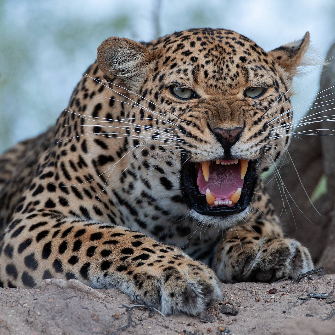 Пойман леопард-людоед