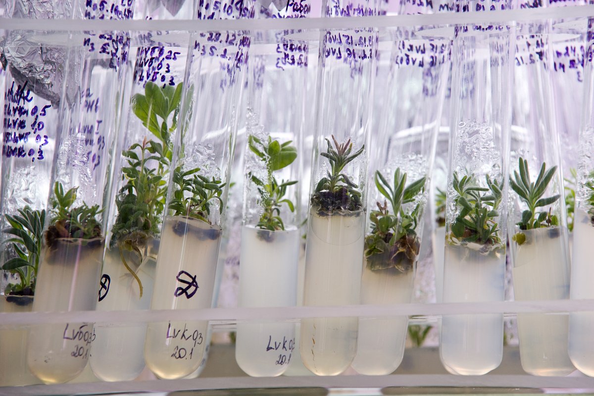 Образцы растений в научно-техническом центре