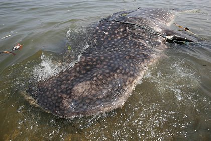 Рыбакам попалась пятитонная акула