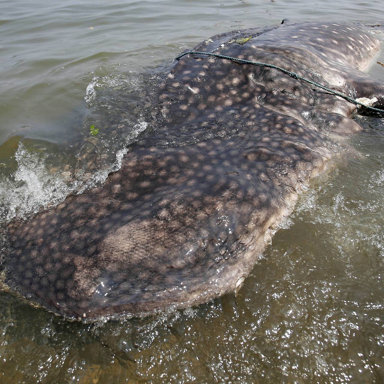 Рыбакам попалась пятитонная акула