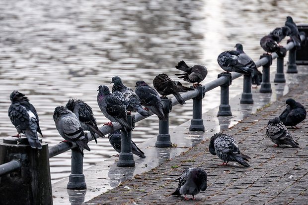 Вводная картинка