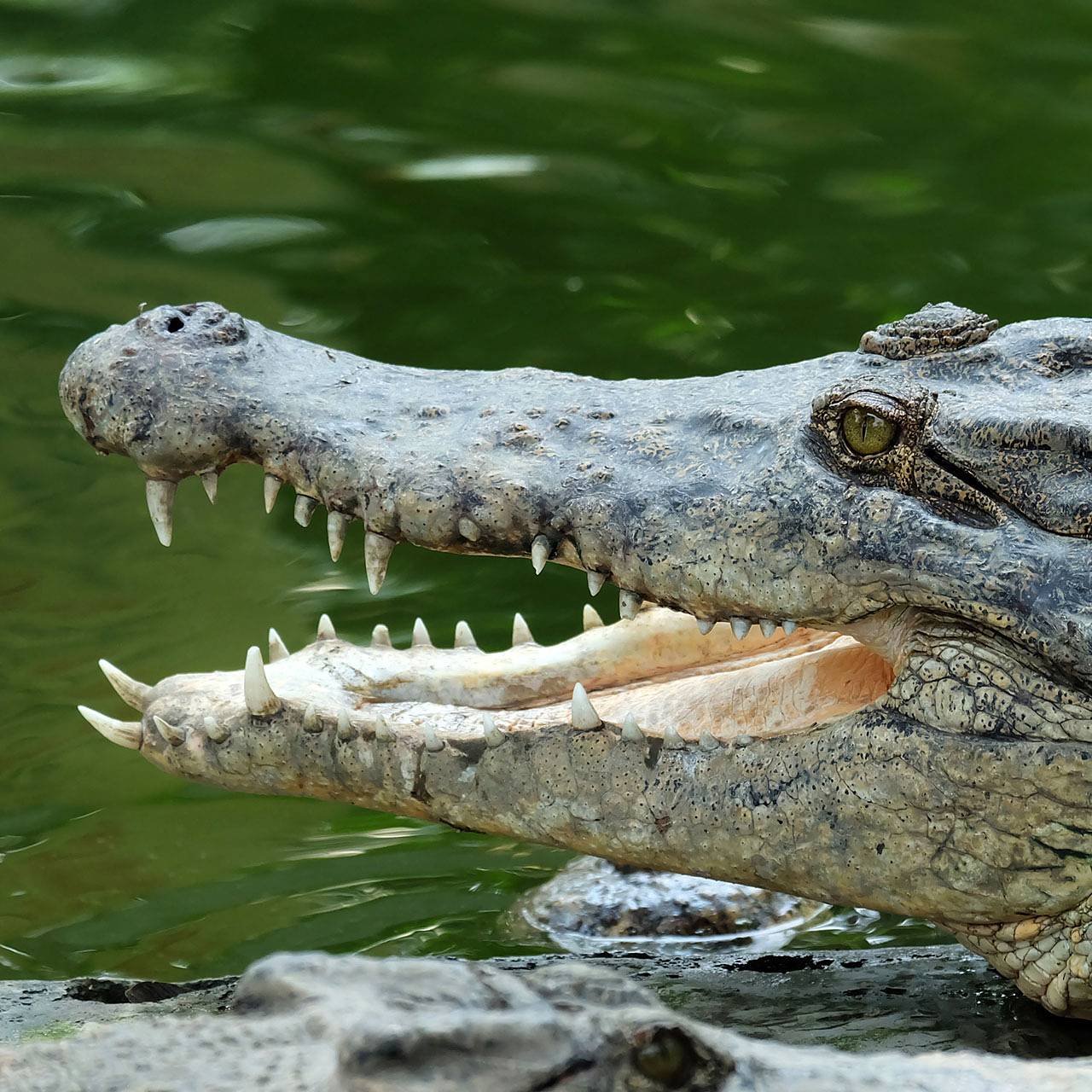 Израиль заподозрил палестинских крокодилов в связях с террористами