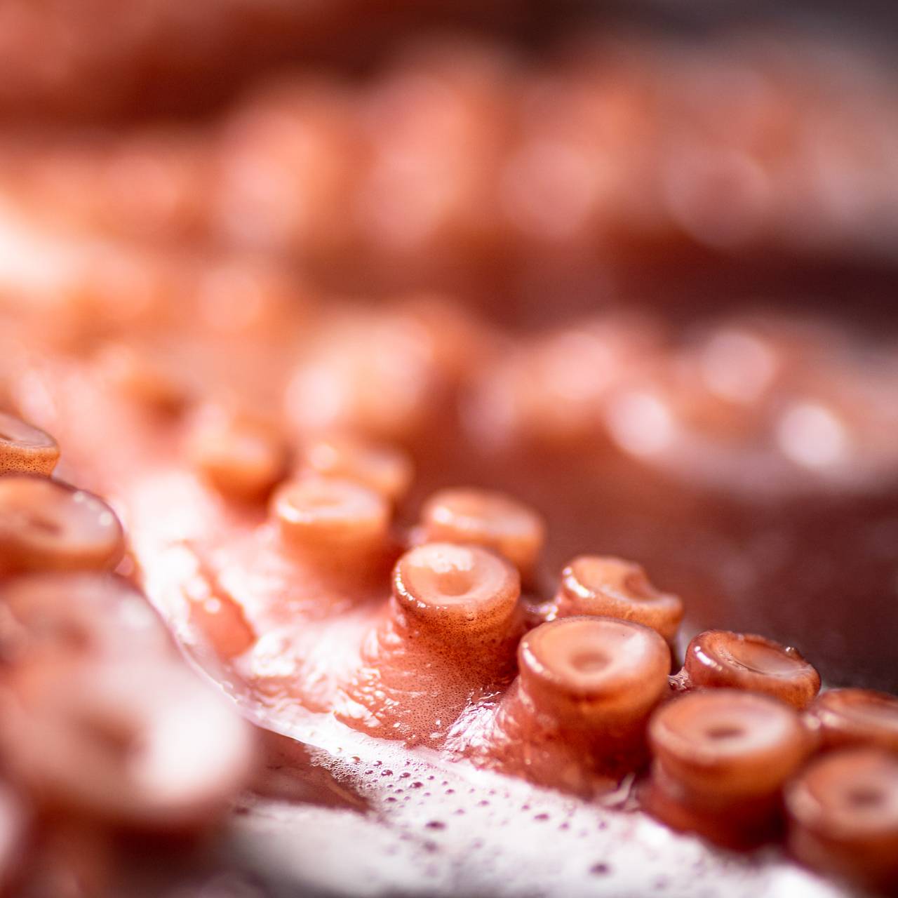 На пляж выбросило огромные щупальца