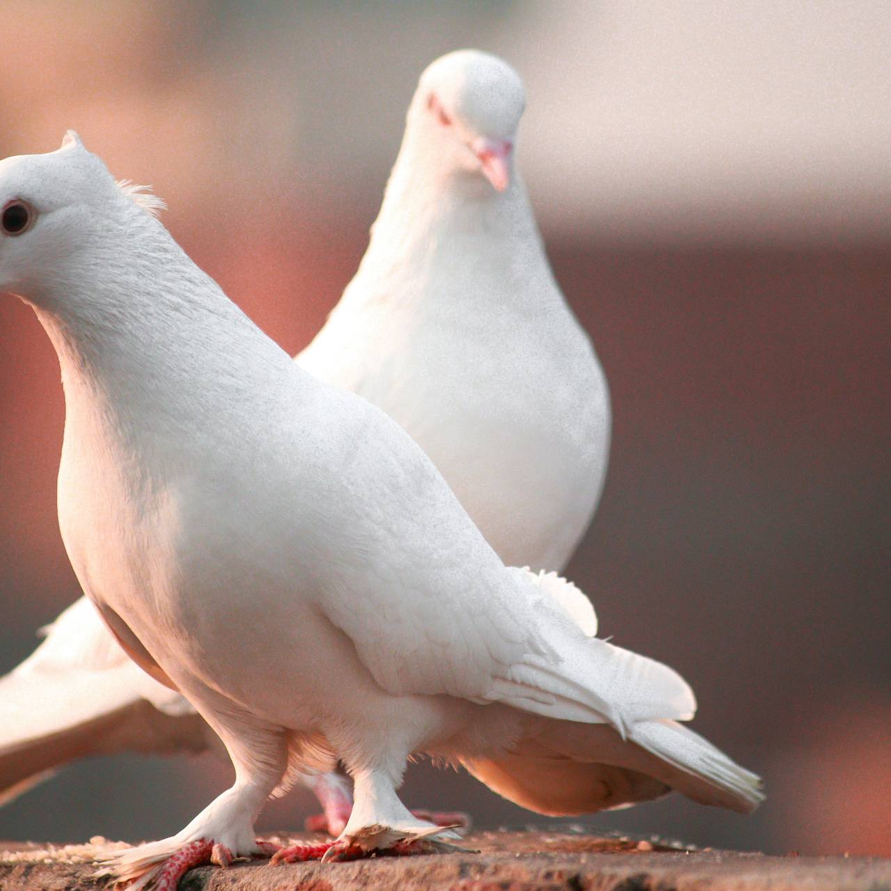 Голубей в носках не пропустили в Россию