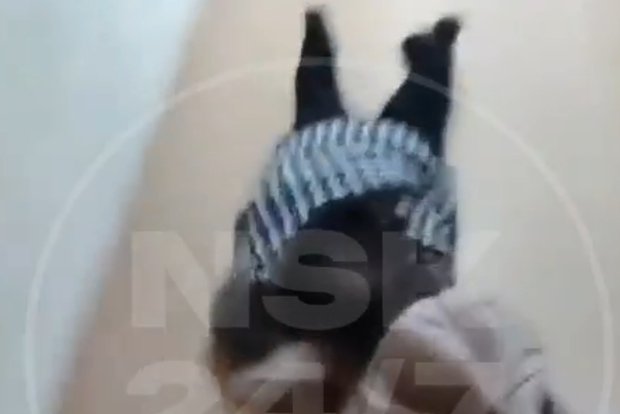 Вводная картинка