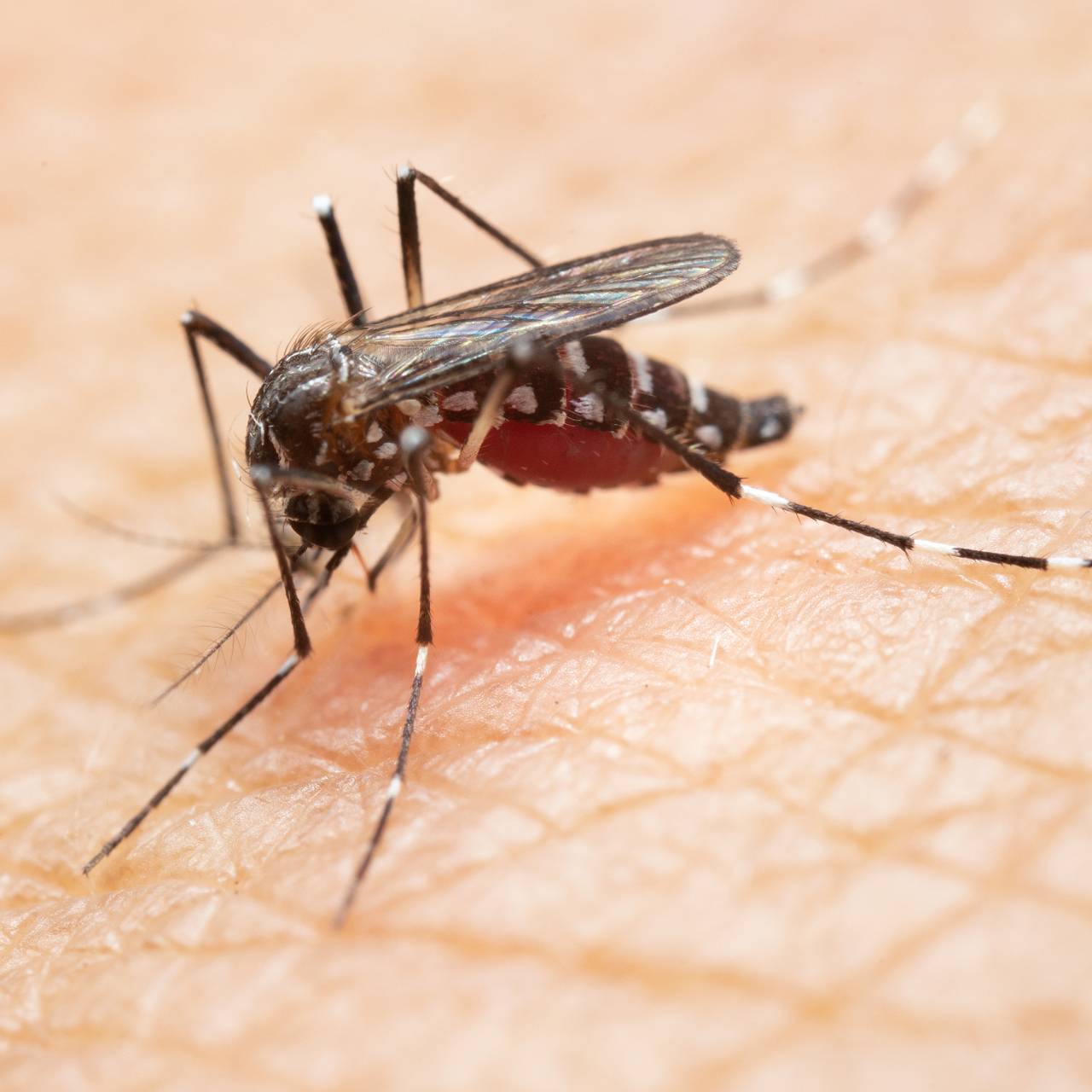 Оценена вероятность появления ядовитых насекомых в Москве из-за изменений климата