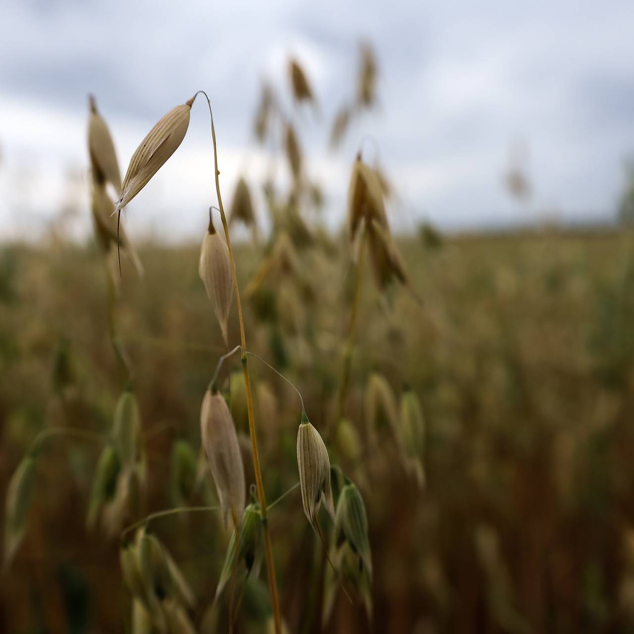 Вывоз одной российской агрокультуры приблизился к рекордным значениям