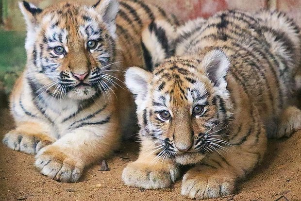 Вводная картинка