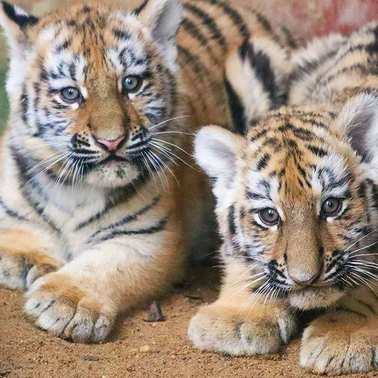 Два редчайших амурских тигренка родились в российском зоопарке