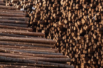 Китай начал помогать России продавать лес