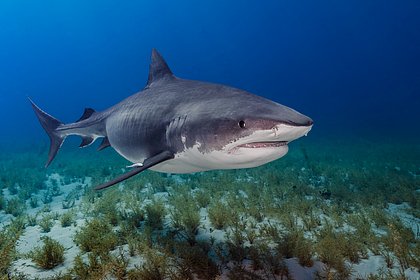 Акула набросилась на отдыхавшую на курорте богачей россиянку