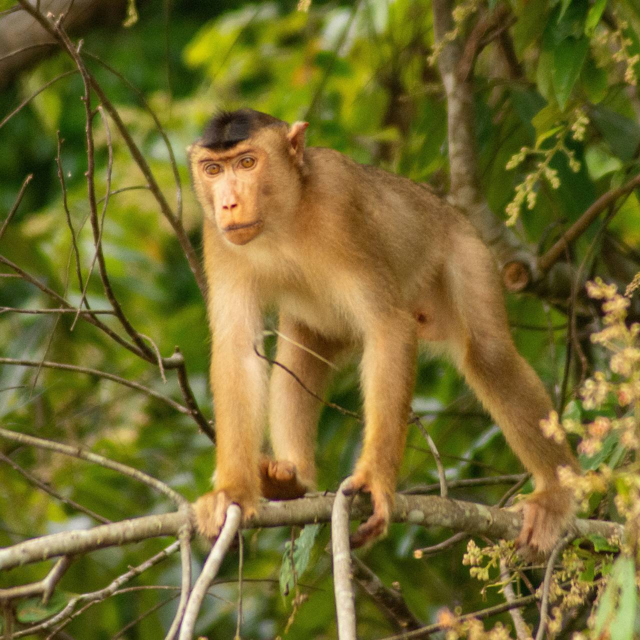 Макака откусила кусок ноги у взрослого мужчины