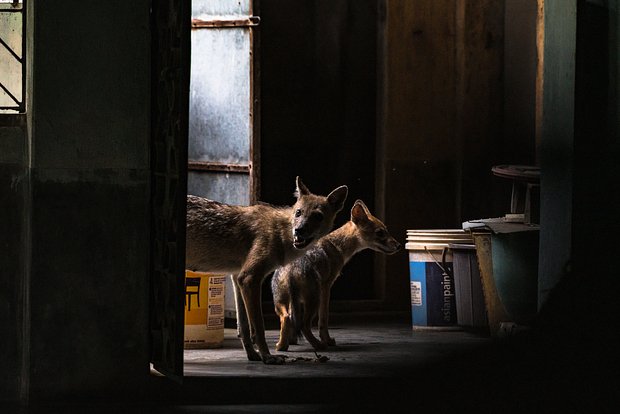 Вводная картинка