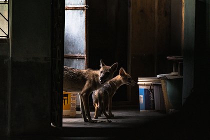 Волк утащил четырехмесячного младенца