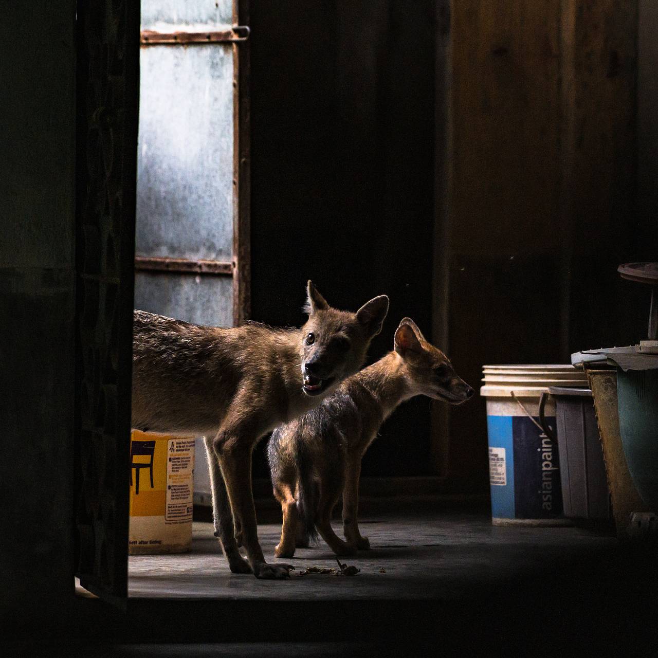 Волк утащил четырехмесячного младенца