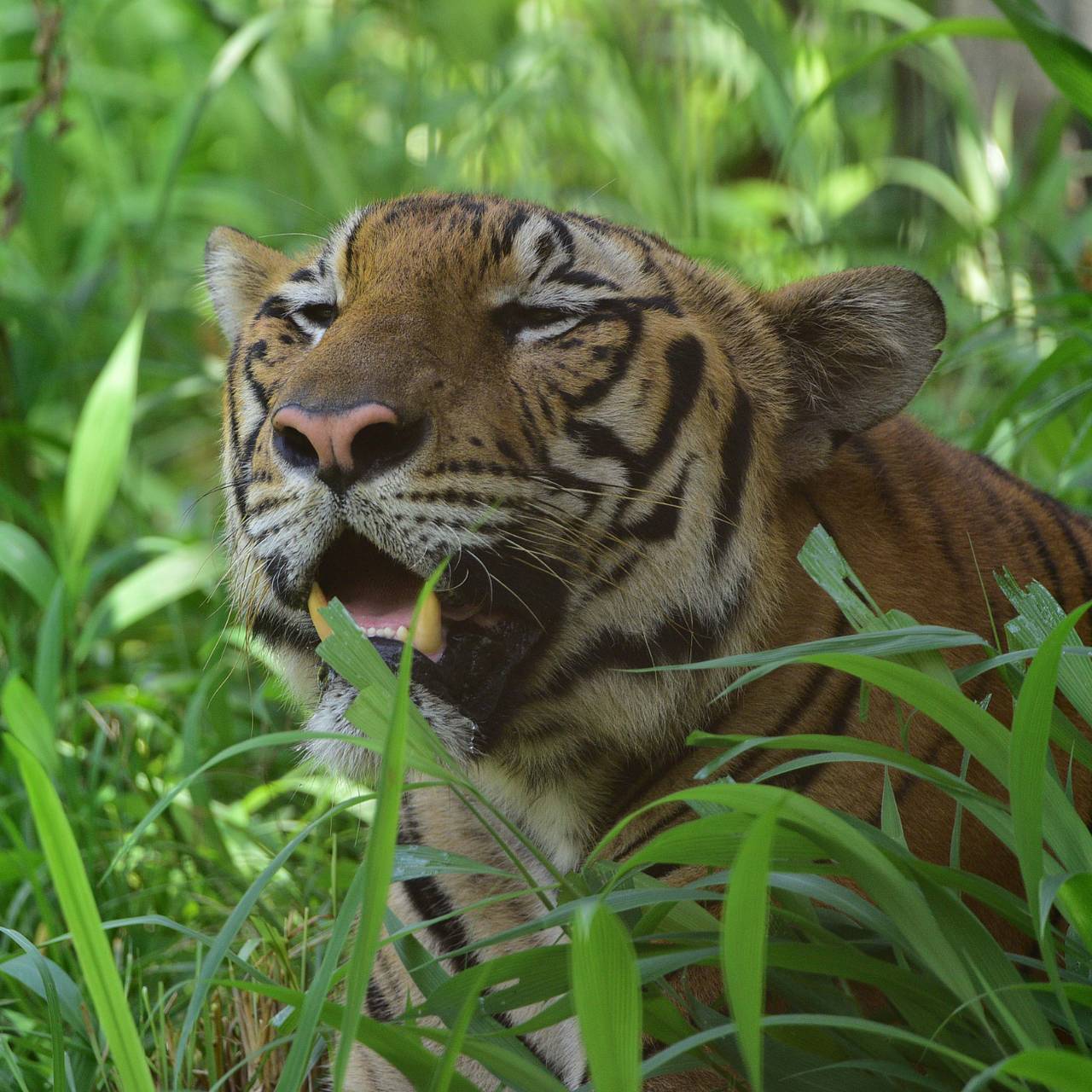 Женщина стала жертвой таинственной дикой кошки
