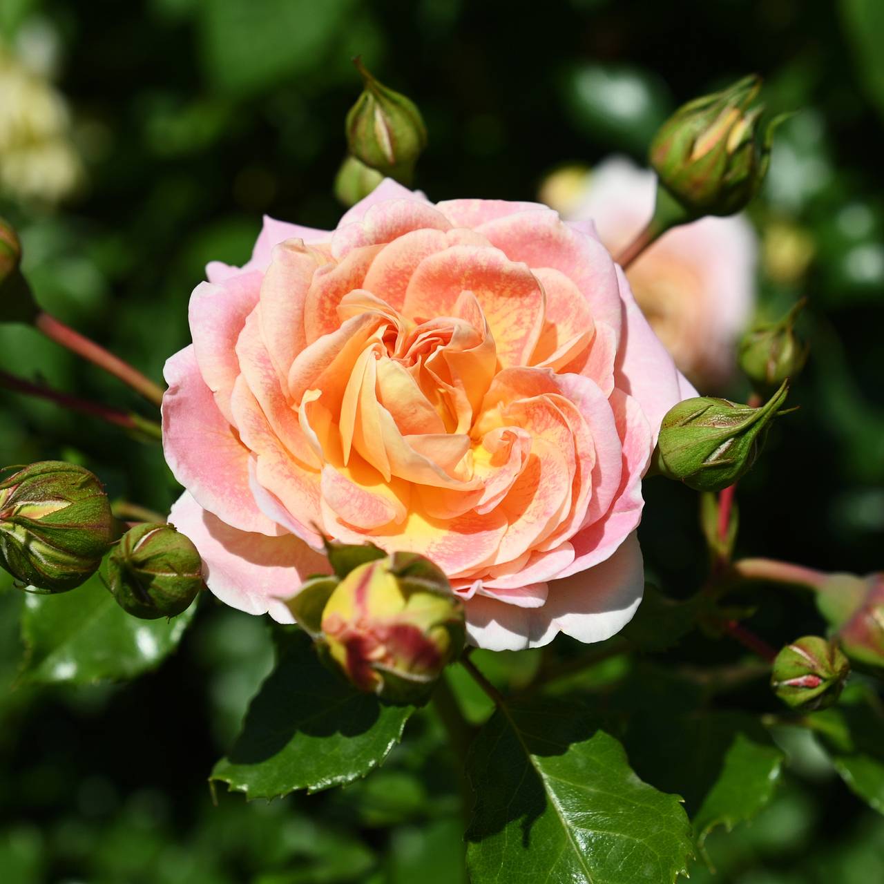 В Москве в декабре расцвели анютины глазки и розы