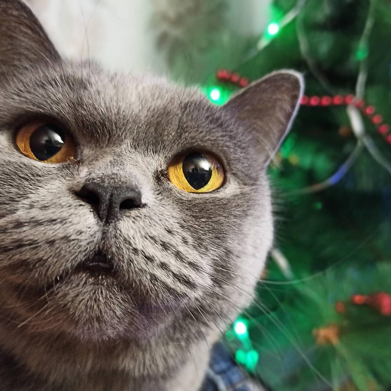 Владельцев животных предупредили о самых опасных новогодних украшениях