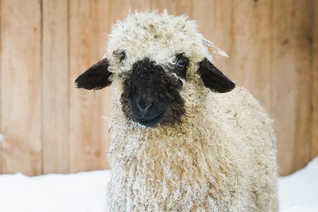 Вводная картинка