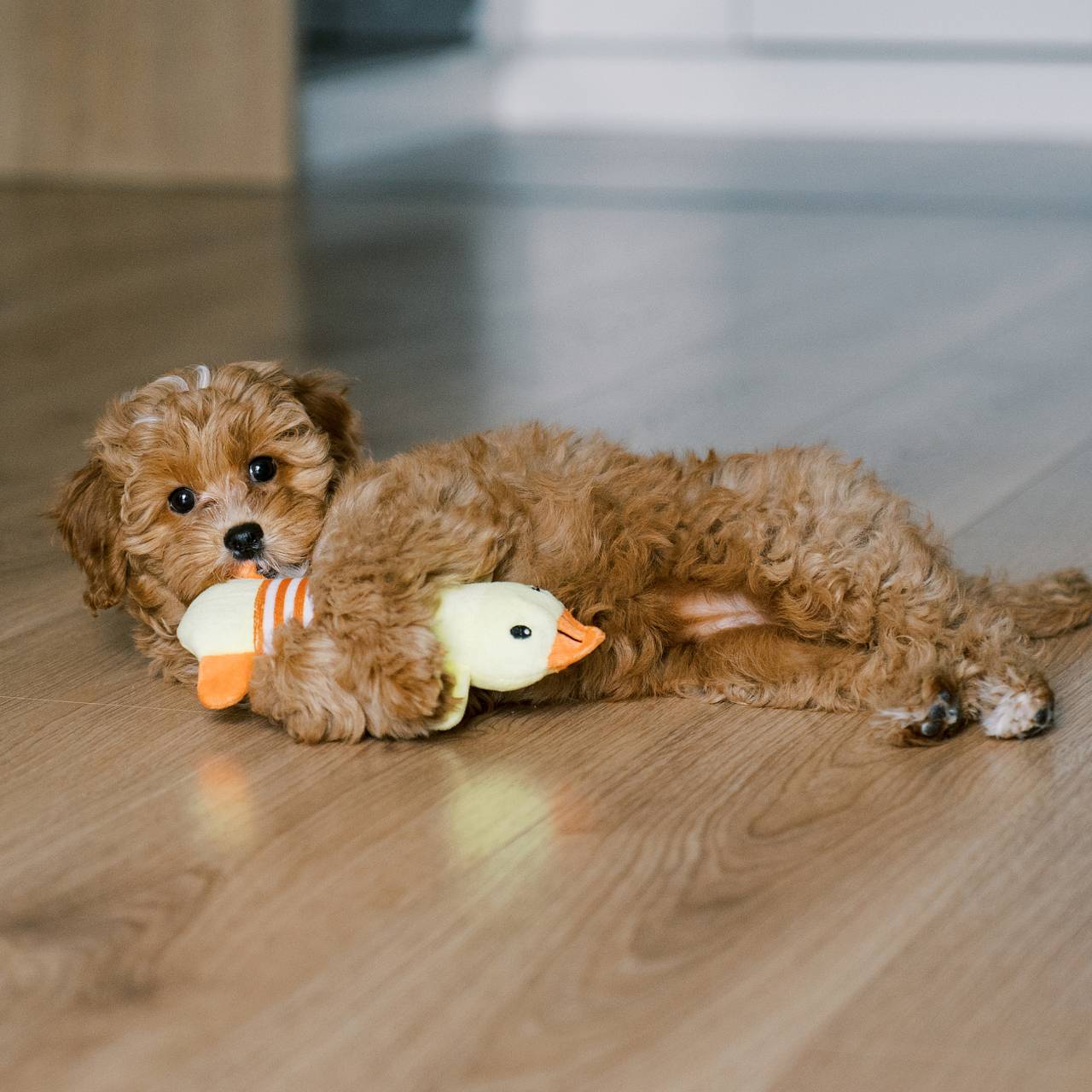 Ветеринар назвала породы собак с самым слабым здоровьем