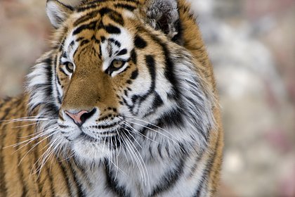 Тигр растерзал фермера