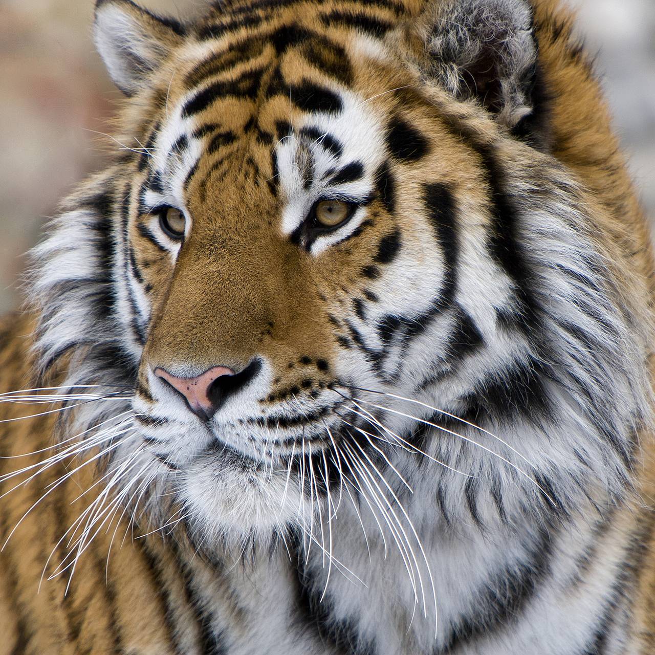 Тигр растерзал фермера