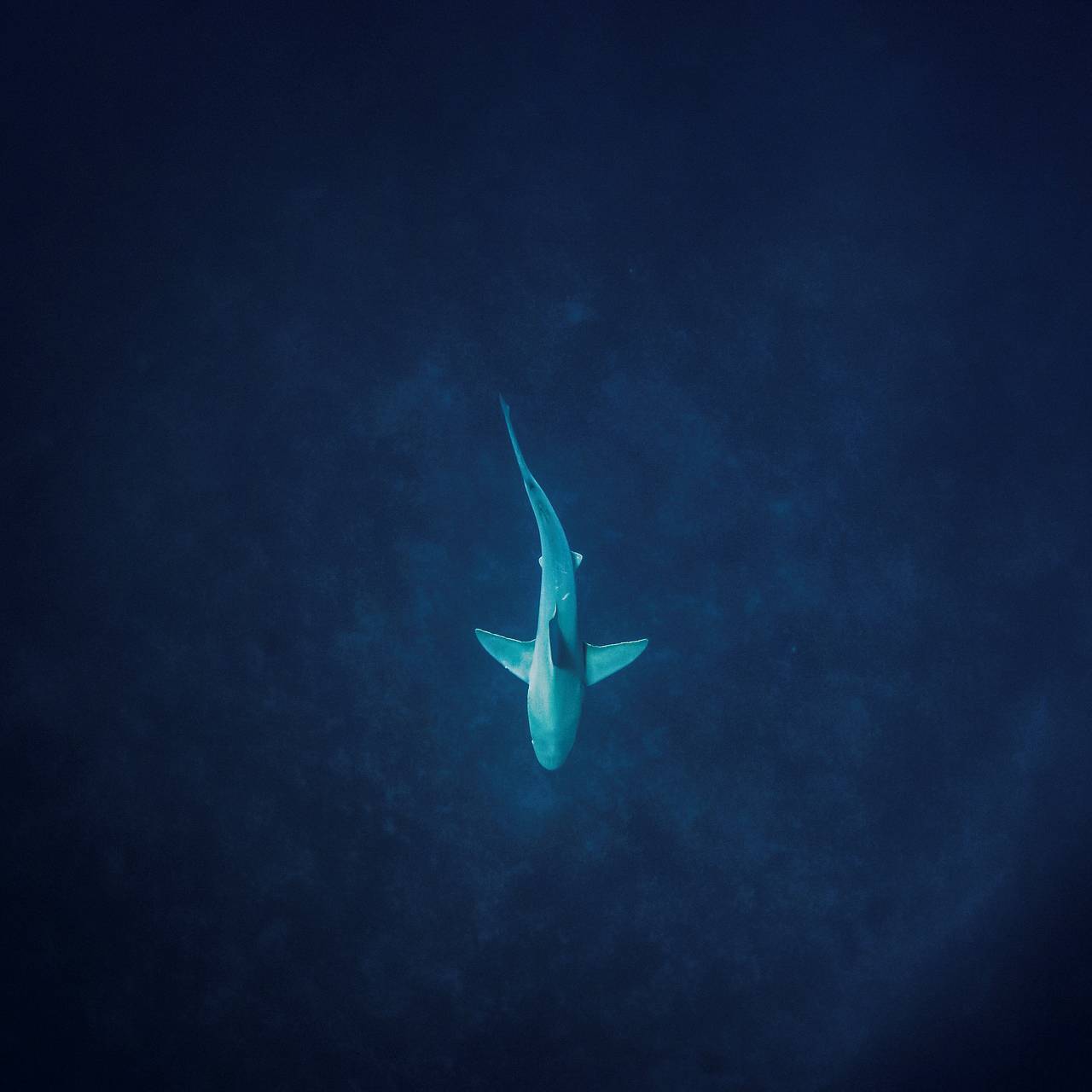 Акула укусила спасавшего ее дайвера